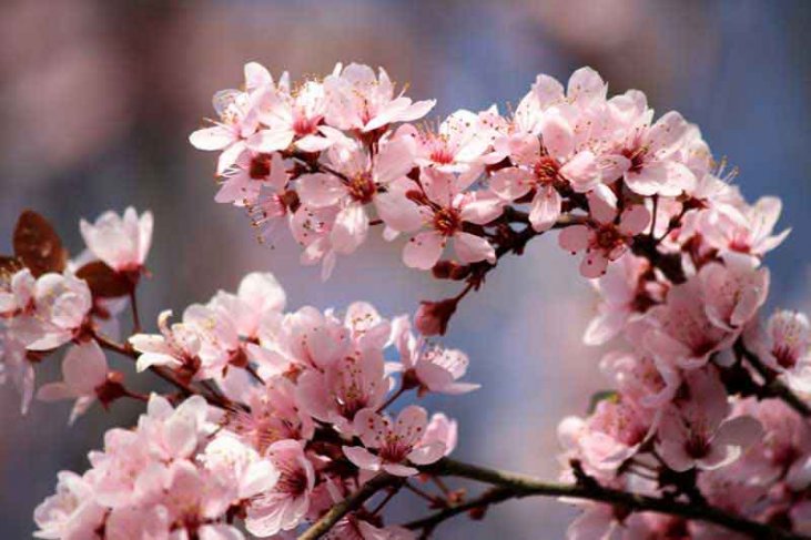 Flores em inglês: Conheça as mais comuns - Inglês Treinando