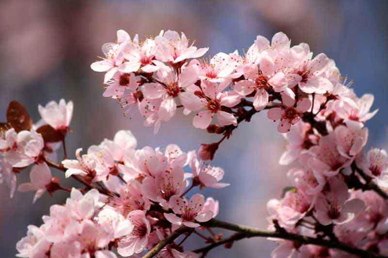flor de cerejeira em inglês