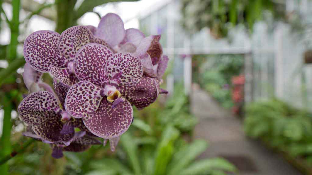 Flores em inglês Conheça as mais comuns Inglês Treinando