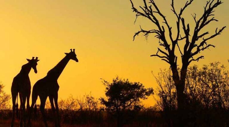 Conheça as Curiosidades da África do Sul