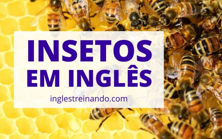 Principais Insetos em Inglês