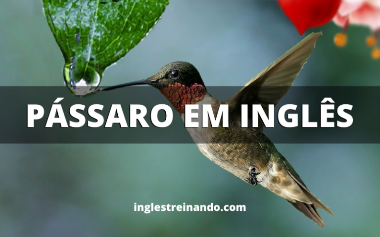 Nome dos pássaros em inglês